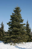 Concolor (White)  Fir