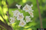 Northern Catalpa