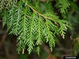 American Arborvitae (Northern White Cedar), ‘Dark Green’