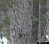 American Arborvitae (Northern White Cedar), ‘Dark Green’