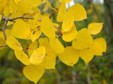 Quaking Aspen