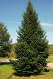 Balsam Fir