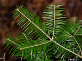 Balsam Fir