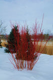 Red Twigged Dogwood Trio