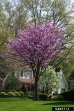 Eastern Redbud