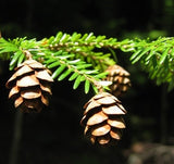 Eastern Hemlock