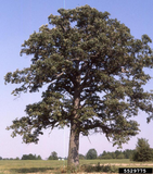 Bicolor (Swamp White) Oak