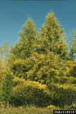 Tamarack / American Larch