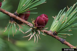 Tamarack / American Larch