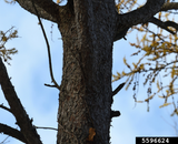 Tamarack / American Larch