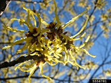 Witch Hazel Trio