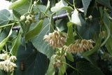 American Basswood leaves