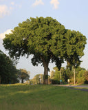 St Croix American Elm full tree