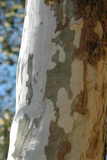 American Sycamore