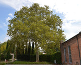 American Sycamore full tree