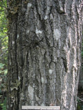 Balsam Poplar