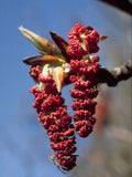 Balsam Poplar