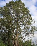 Balsam Poplar