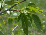 Balsam Poplar