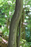 Blue Beech bark