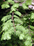 Dawn Redwood Needles