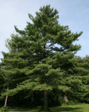 Eastern White Pine full tree