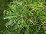 Eastern White Pine needles