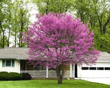 Northern Strain Eastern Redbud full tree