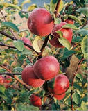 KinderKrisp apples