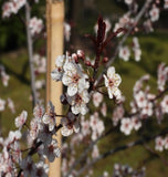 Newport Plum flowers