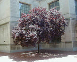 Newport Plum full tree