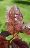 Newport Plum leaves