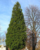 Northern White Cedar Full Tree