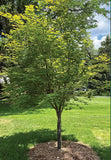 Northwind Japanese Maple full tree