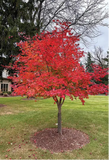 Northwind Japanese Maple fall full tree