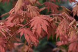 Northwind Japanese Maple leaves
