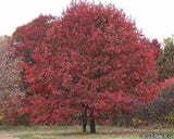 Northern Red Oak full fall tree