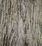 Fall Fiesta Sugar Maple bark