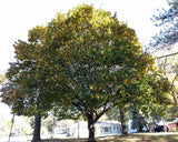 Blue Beech full tree