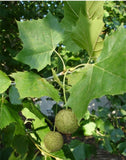 American Sycamore leaves and seeds