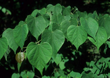 Northern Strain Eastern Redbud leaves