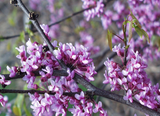 Northern Strain Eastern Redbud flowers
