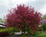 Prairifire Crabapple full tree