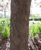 Prairifire Crabapple bark