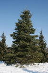 Concolor (White)  Fir