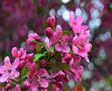 Prairifire Crabapple flowers