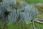 Concolor (White)  Fir