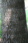 Concolor (White)  Fir