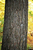 Eastern White Pine bark