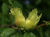 American Hazelnut immature seeds